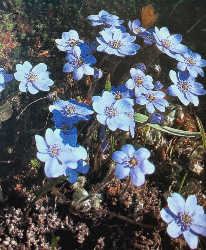 Hepatica × media — related species from the same genus