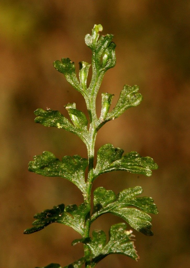 Trichomanes humile leaf