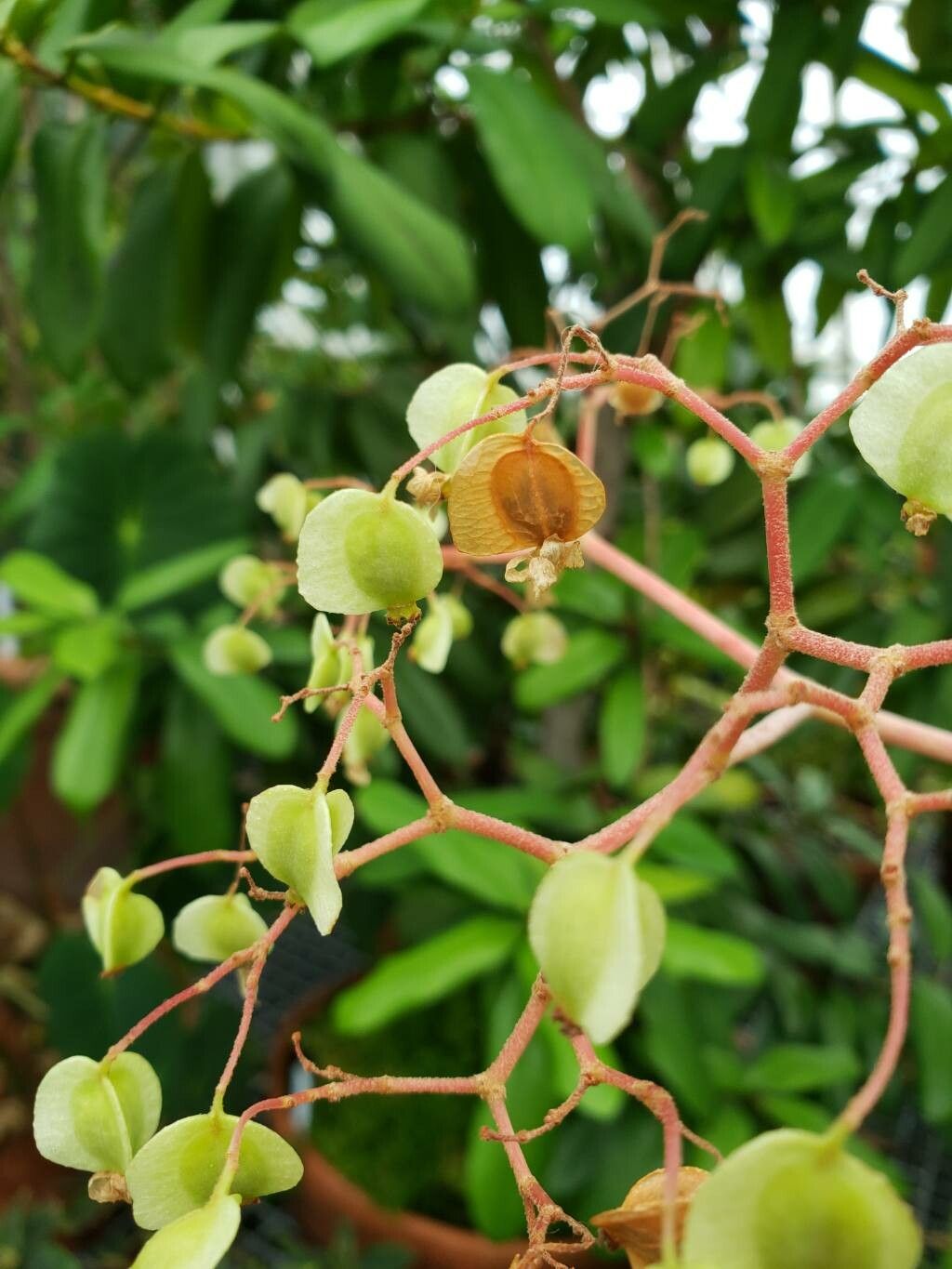 Begonia pernambucensis fruit