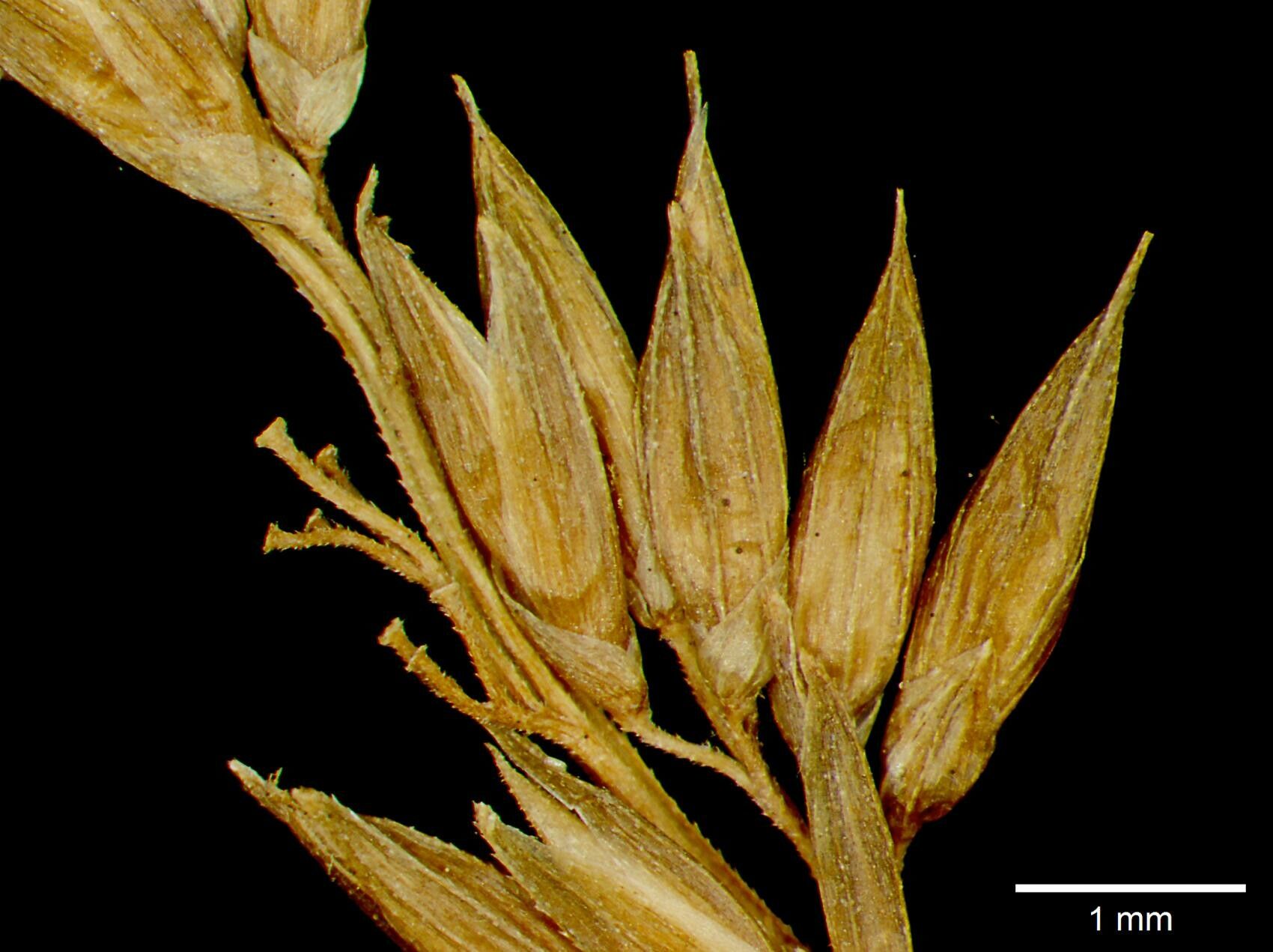 Hymenachne donacifolia — related species from the same genus