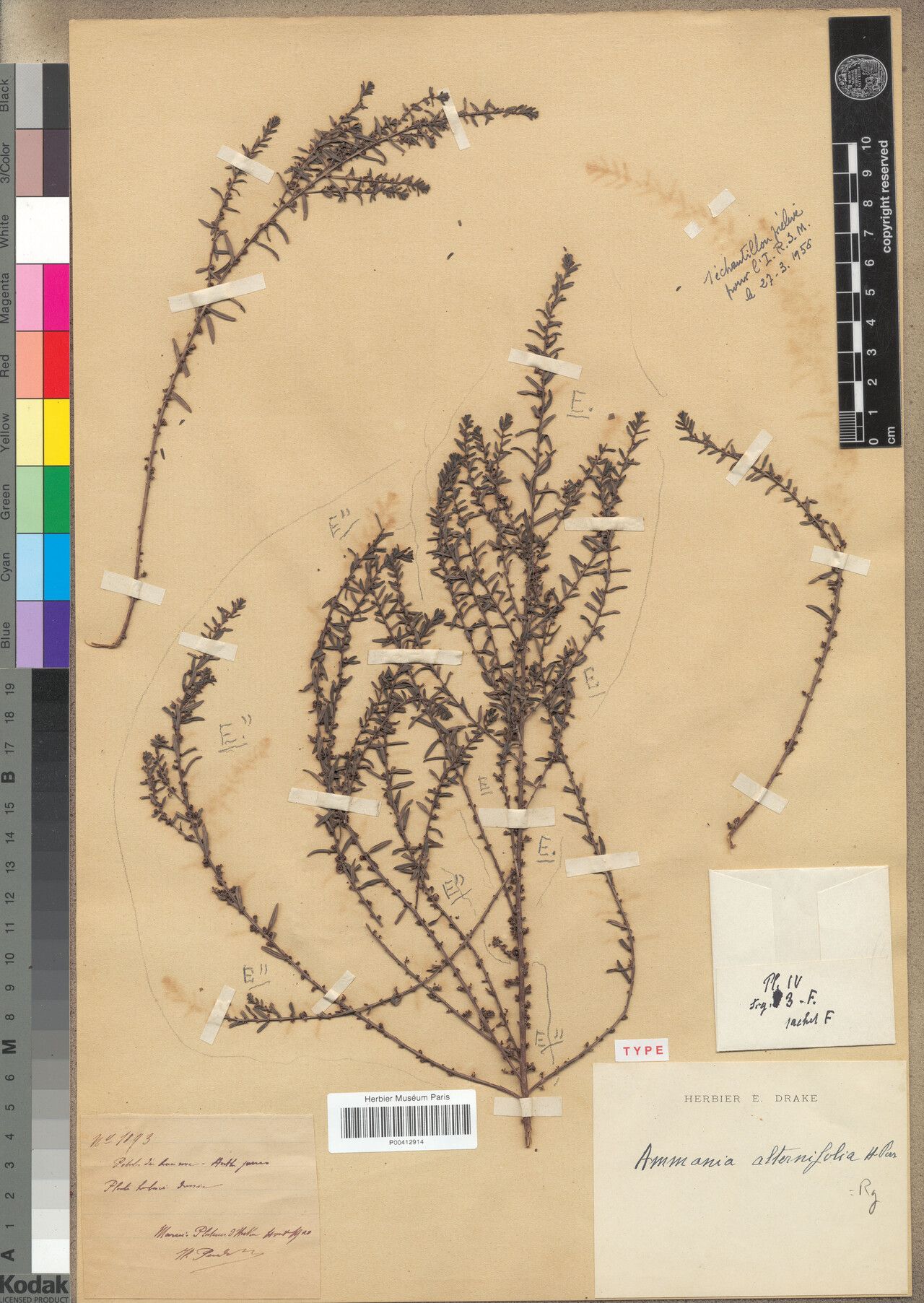 Ammannia alternifolia — related species from the same genus