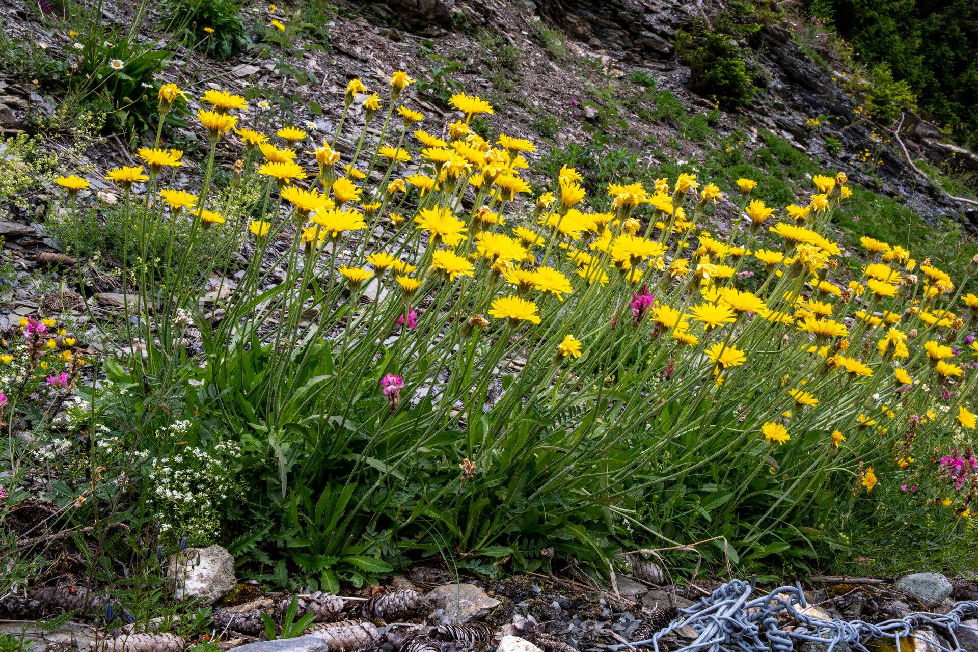 Crepis alpestris flower