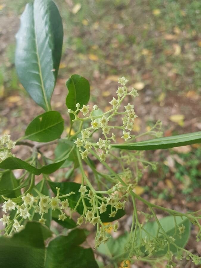 Esenbeckia leiocarpa flower