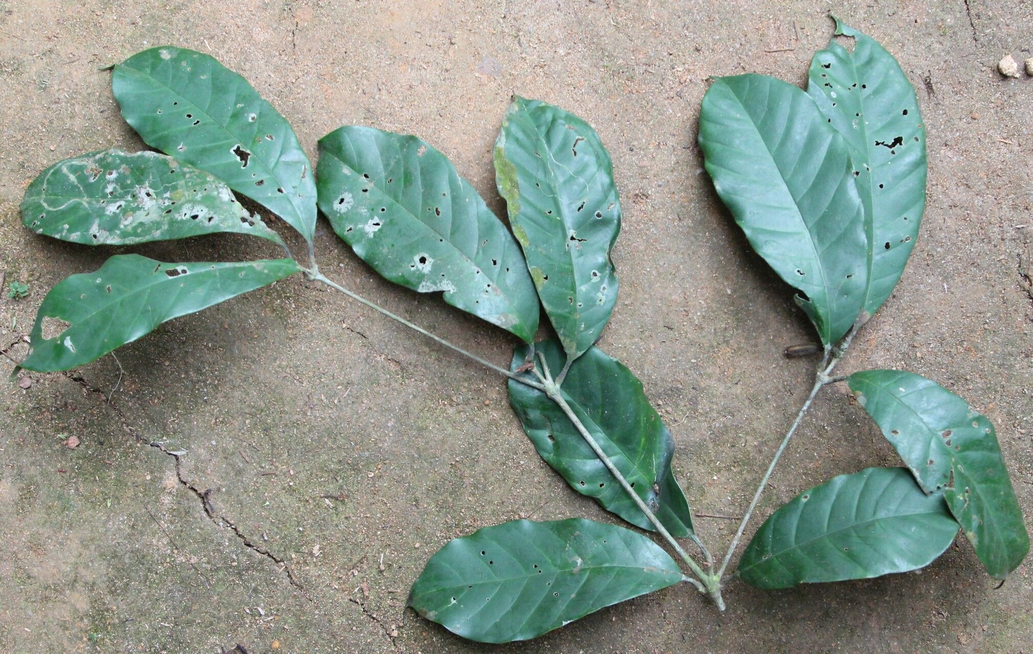 Rothmannia talbotii — search result for 'Rothmannia'