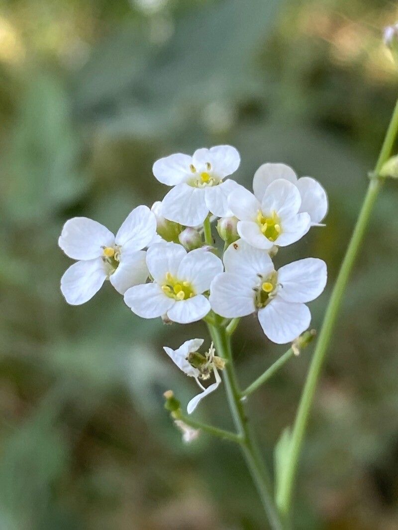 Crambe fruticosa flower