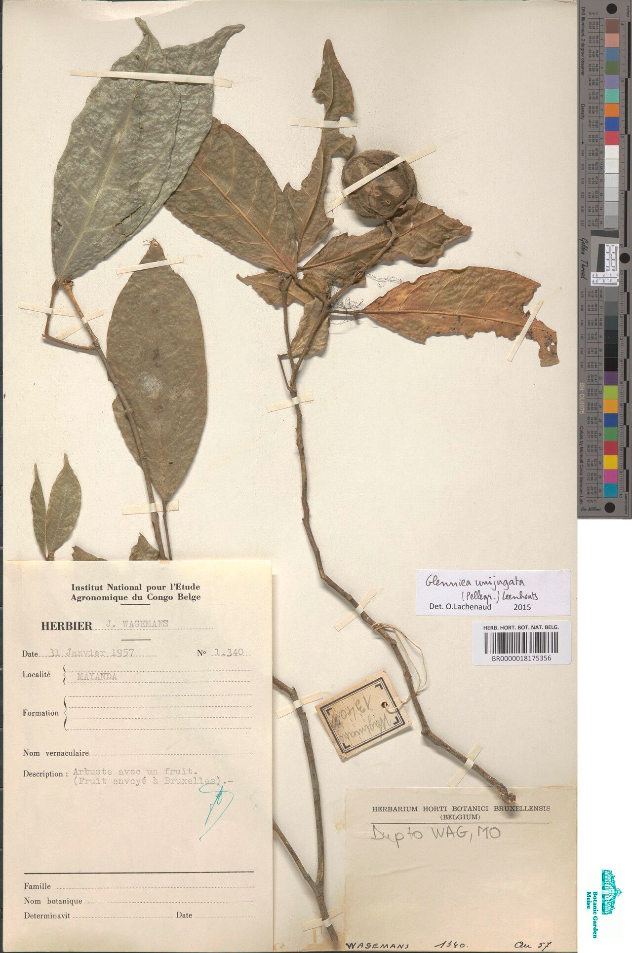 Glenniea unijugata — related species from the same genus