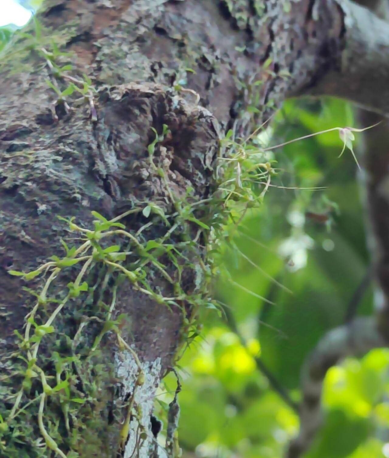 Bulbophyllum perpusillum habit