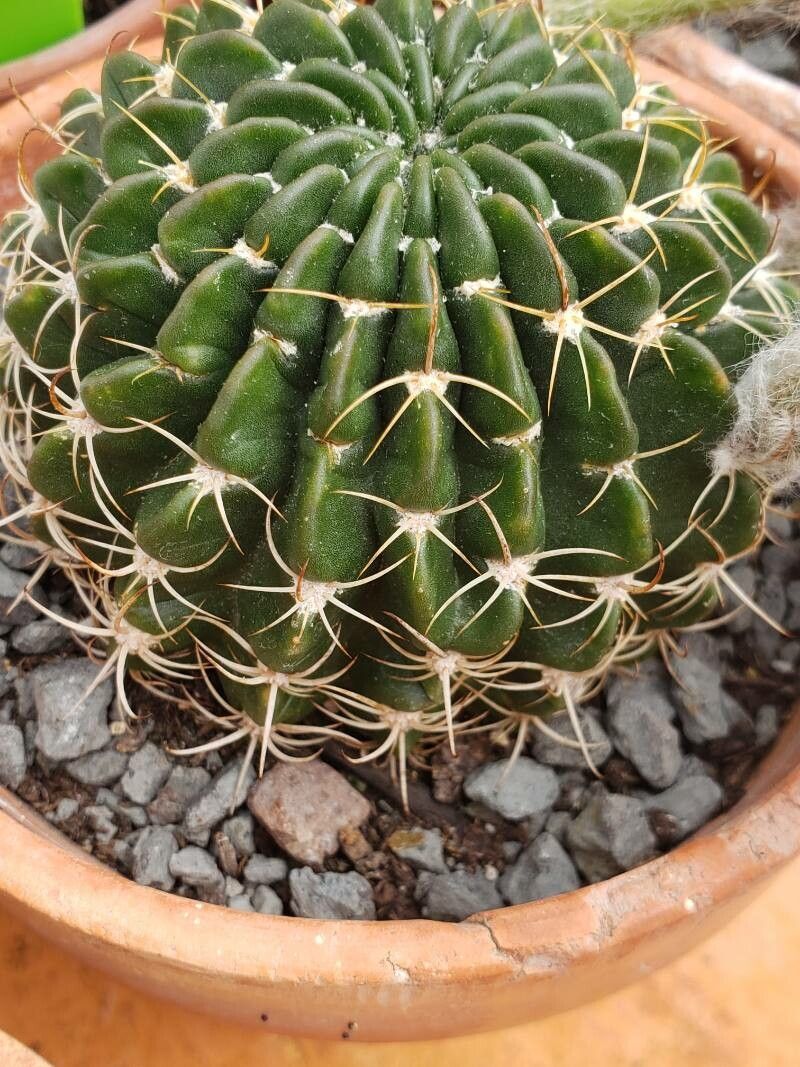 Echinopsis ancistrophora leaf