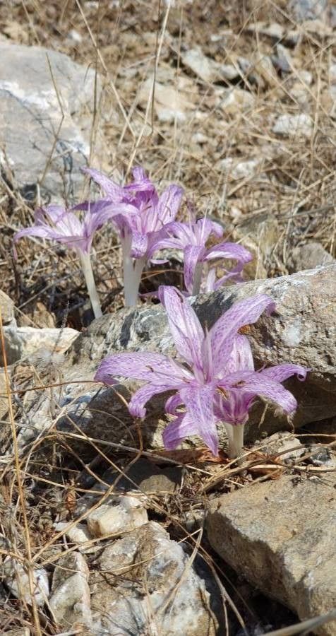 Colchicum variegatum — search result for 'Greece'