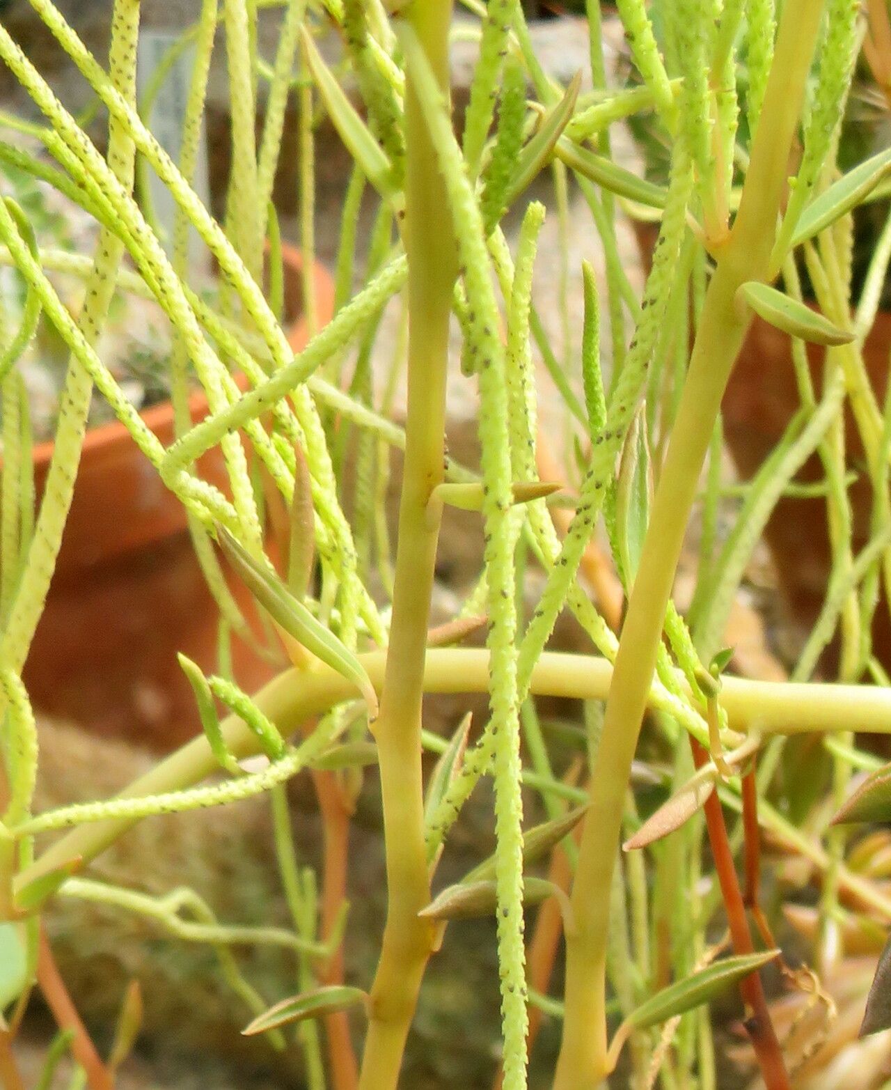 Peperomia strawii — houseplant care guide