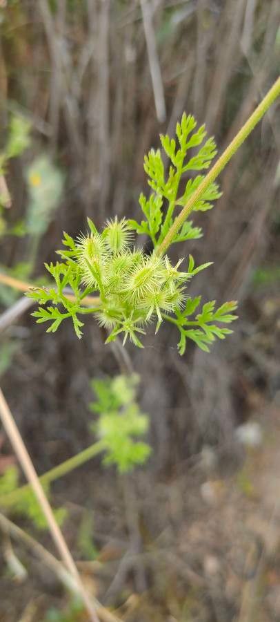 Caucalis platycarpos fruit