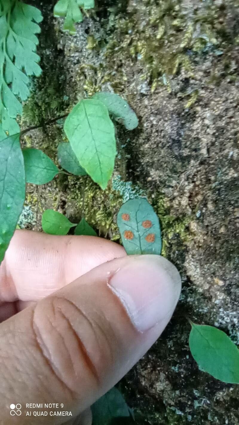 Selliguea hastata flower
