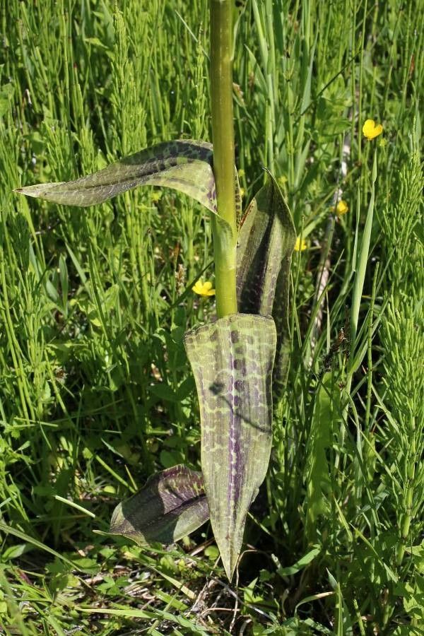 Dactylorhiza saccifera — search result for 'Dactylorhiza'