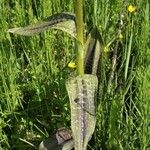 Dactylorhiza saccifera