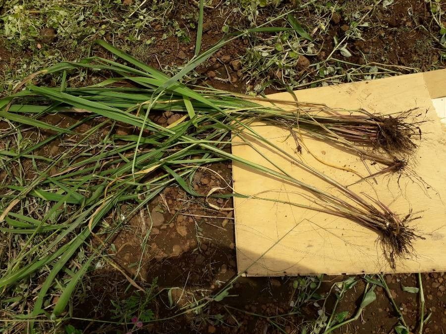 Steinchisma laxum habit