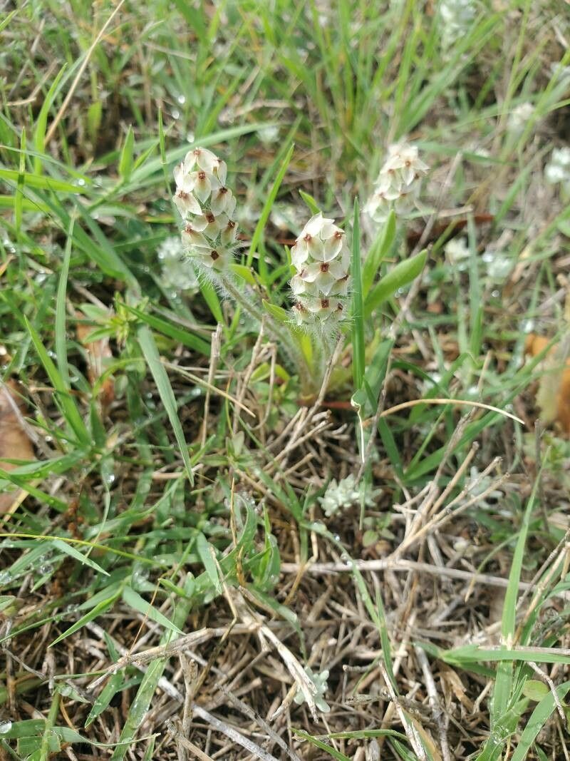 Plantago helleri flower