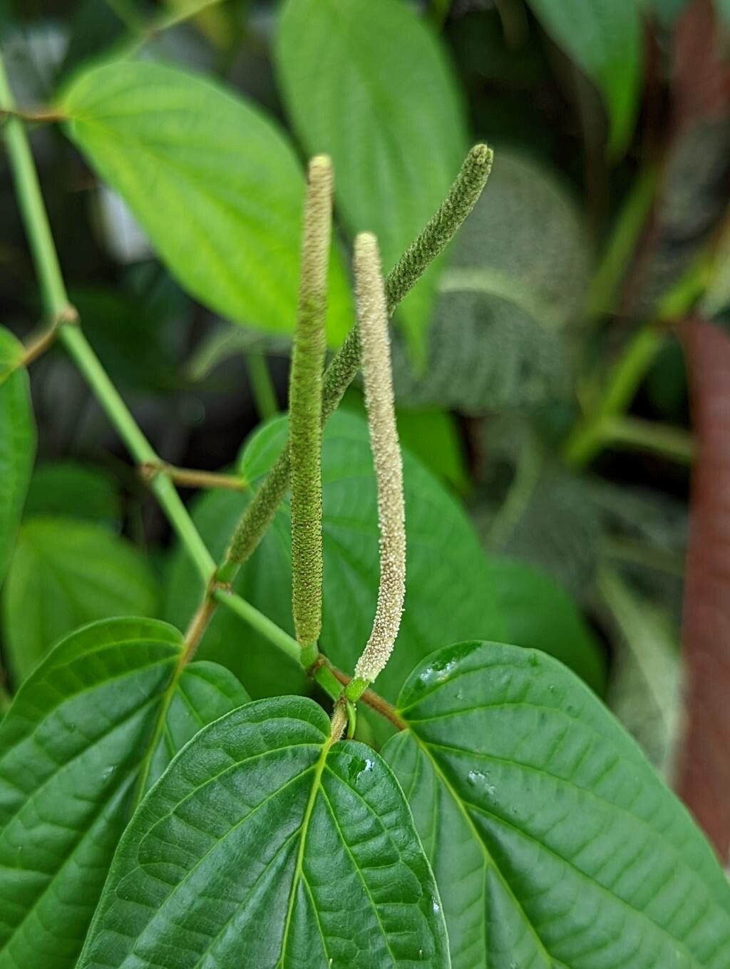Piper dolichotrichum flower