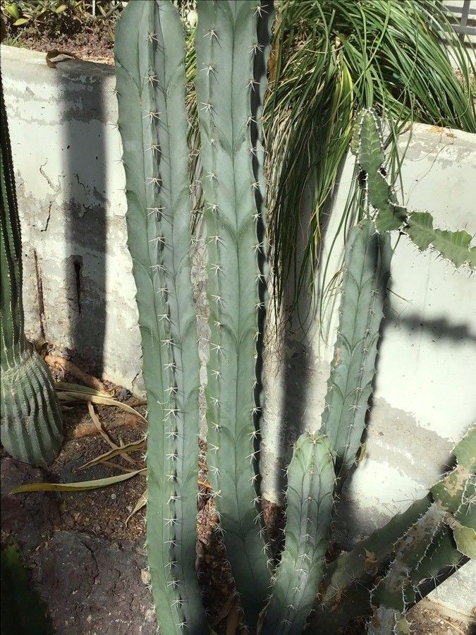 Stenocereus pruinosus — houseplant care guide