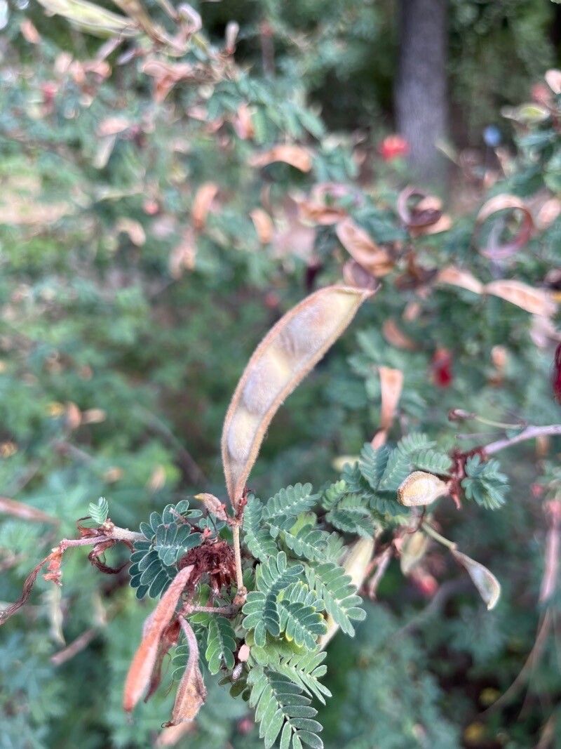 Calliandra californica fruit