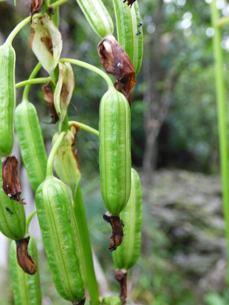 Spathoglottis plicata fruit