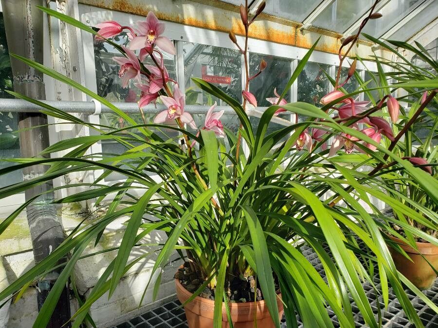 Prosthechea prismatocarpa habit