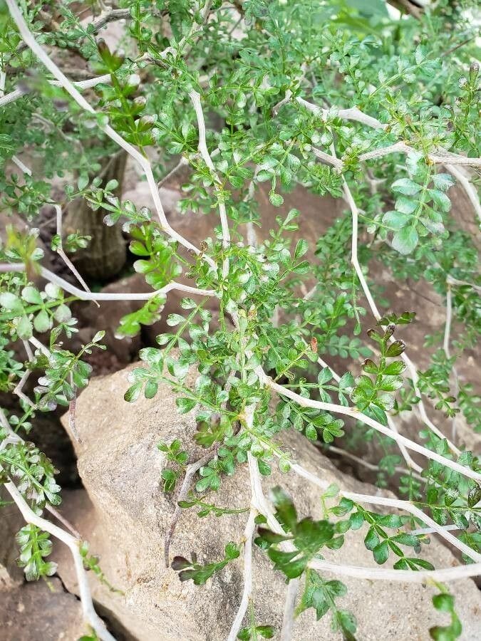 Operculicarya decaryi — search result for 'Anacardiaceae'