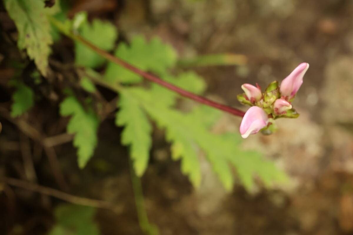 Pedicularis gloriosa flower