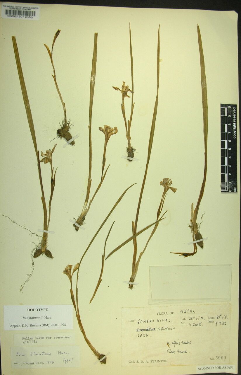 Iris staintonii — houseplant care guide