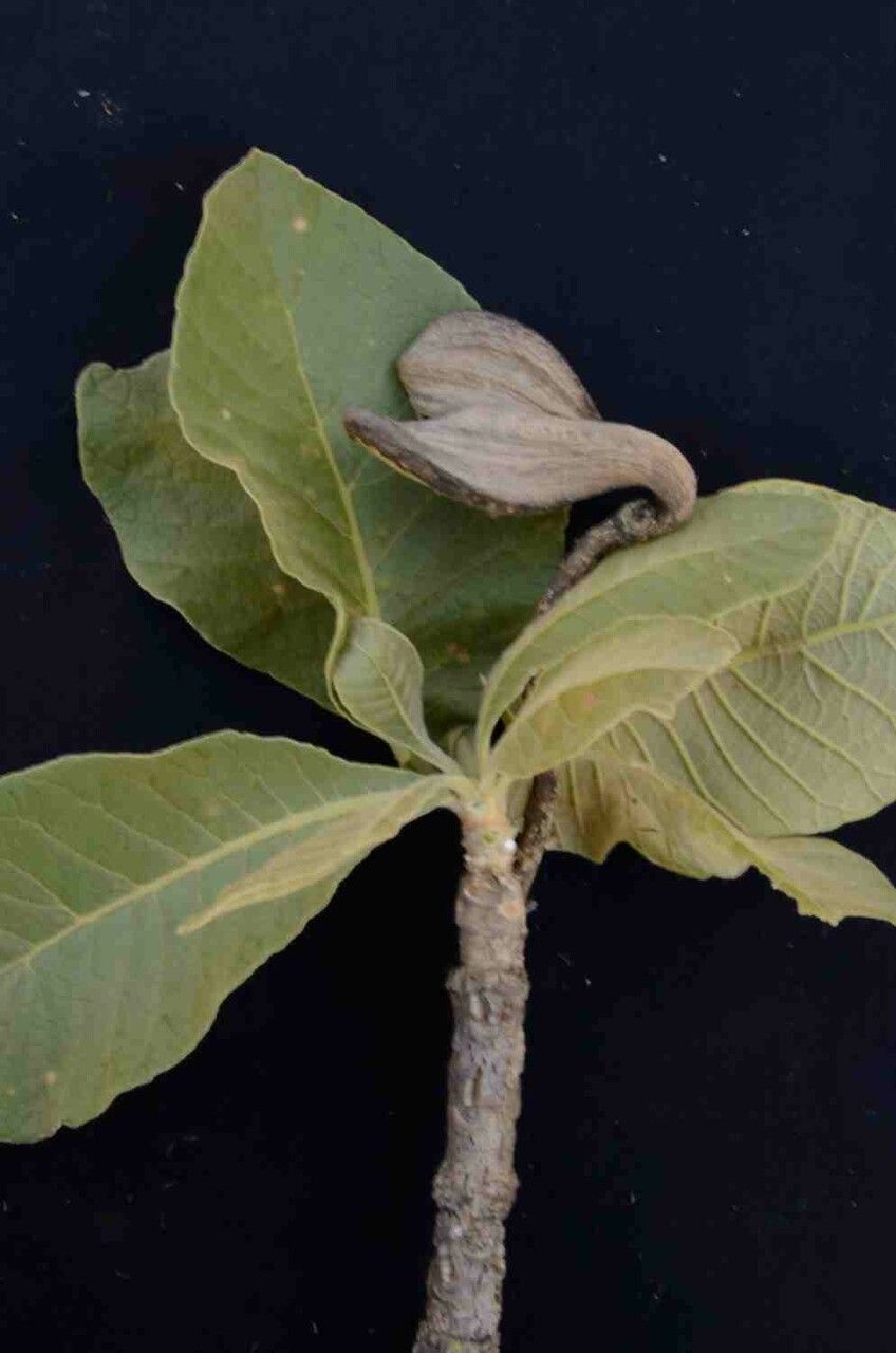 Aspidosperma tomentosum — search result for 'Paraguay'