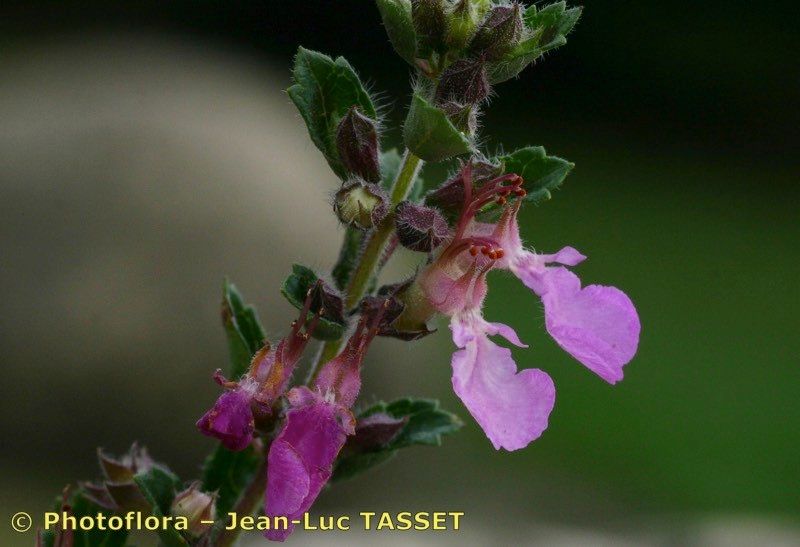 Teucrium chamaedrys x Teucrium lucidum — search result for 'Teucrium'