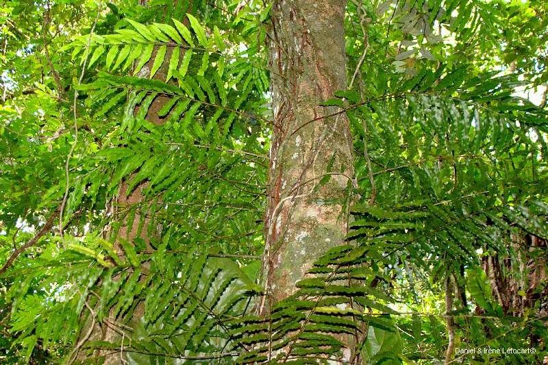 Lomariopsis novae-caledoniae — houseplant care guide