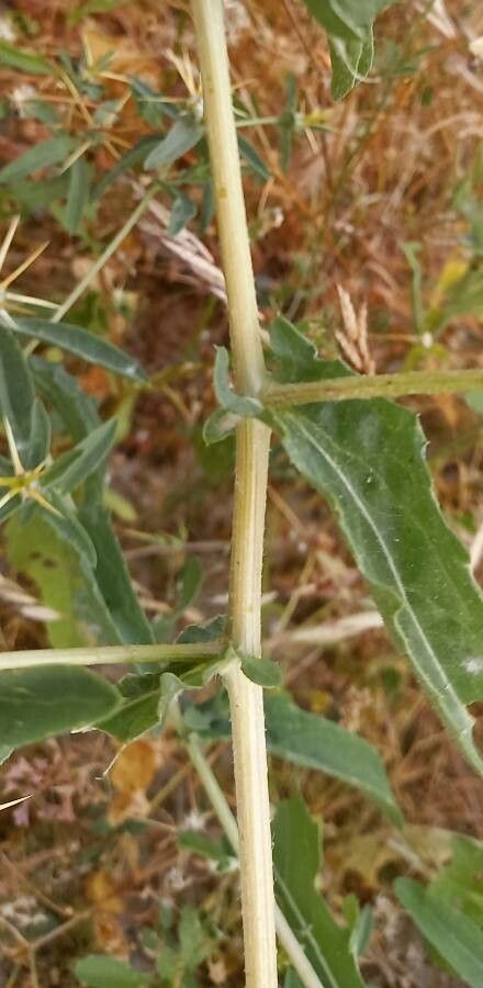 Centaurea hyalolepis bark