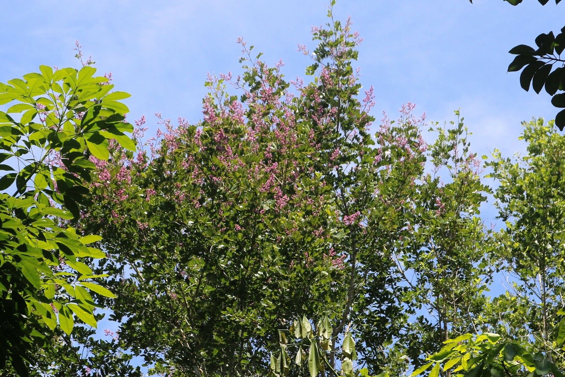 Dipteryx micrantha — related species from the same genus