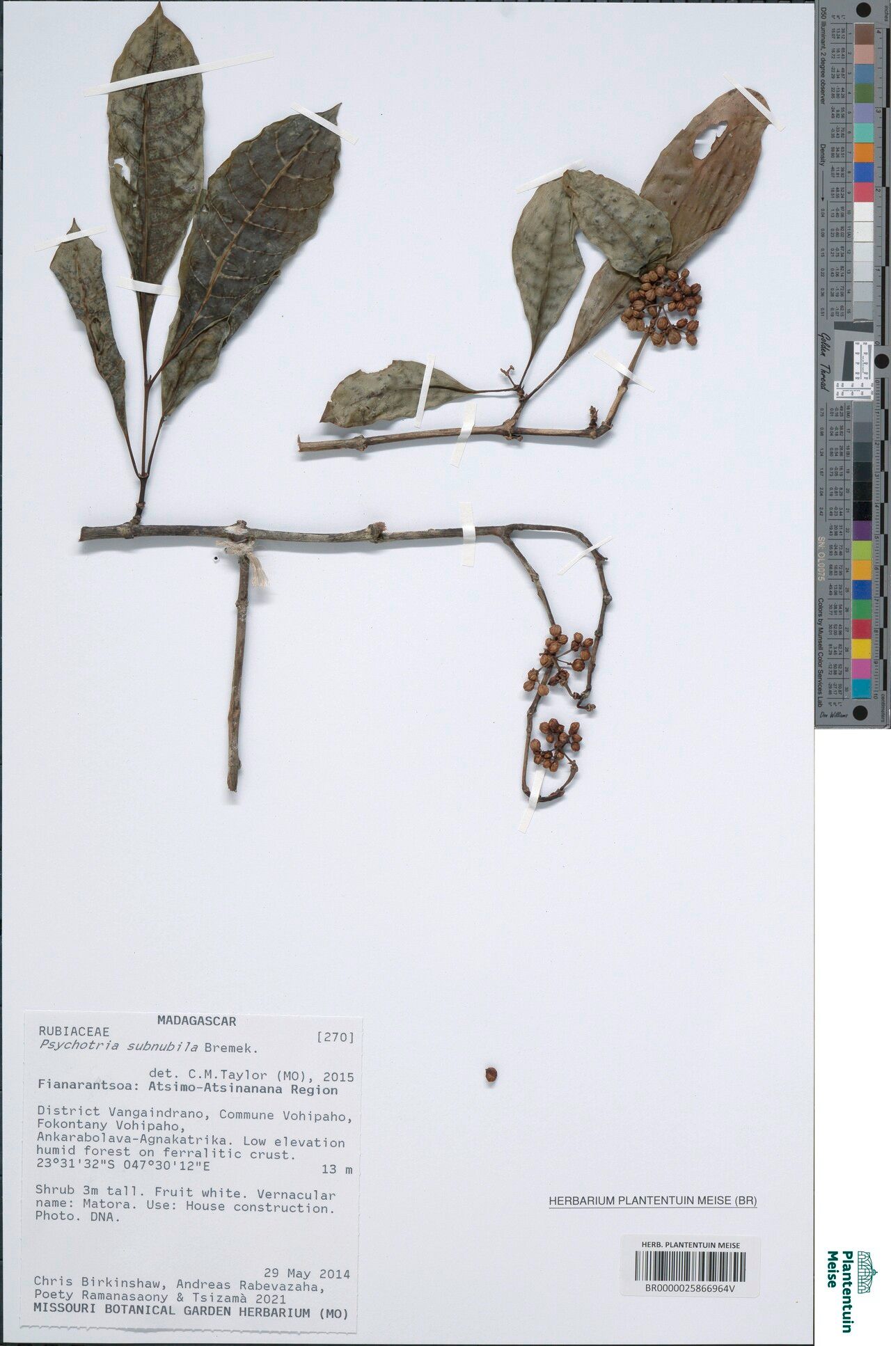 Psychotria subnubila — houseplant care guide