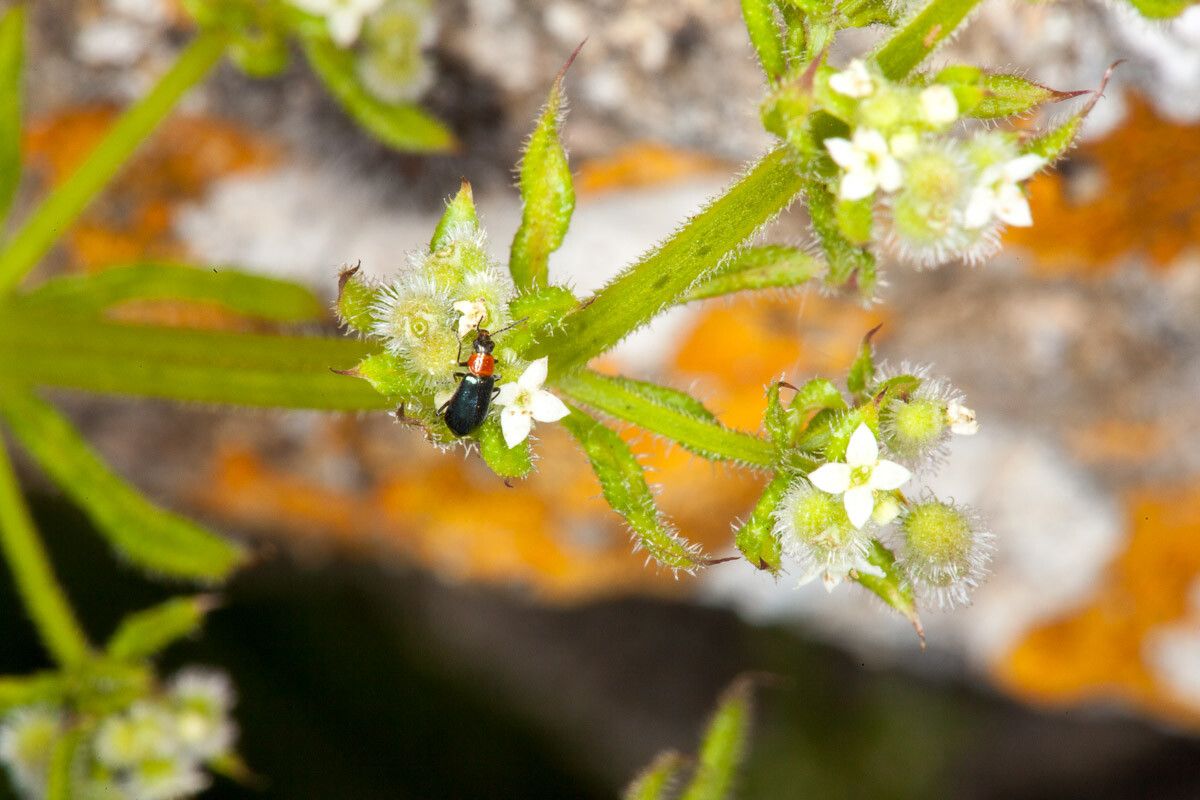 Galium murale fruit