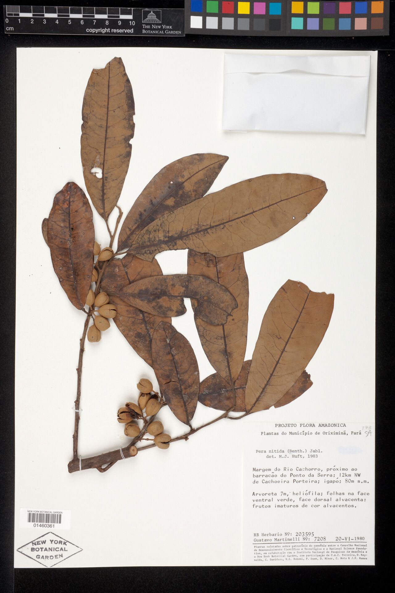 Pera decipiens fruit