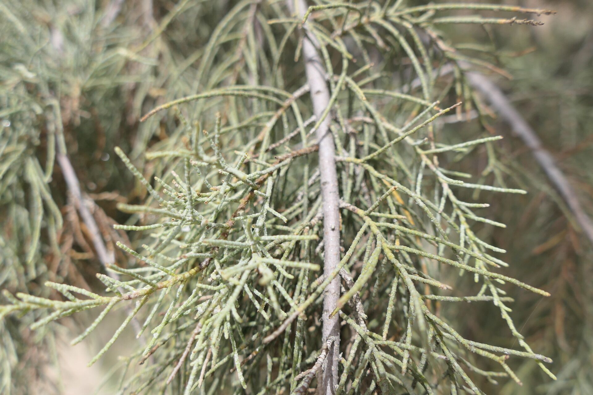 Tamarix usneoides bark