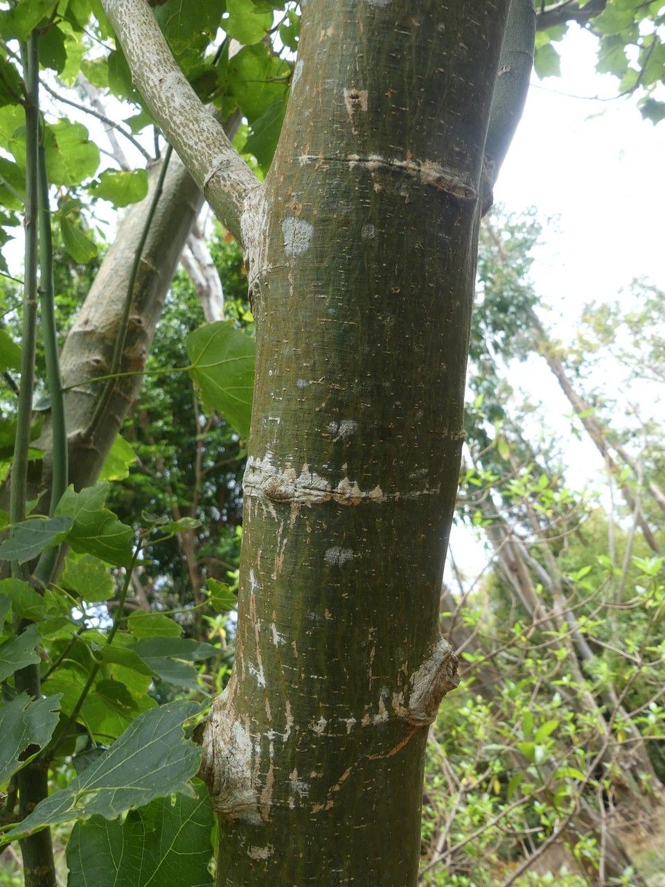 Hibiscus columnaris bark