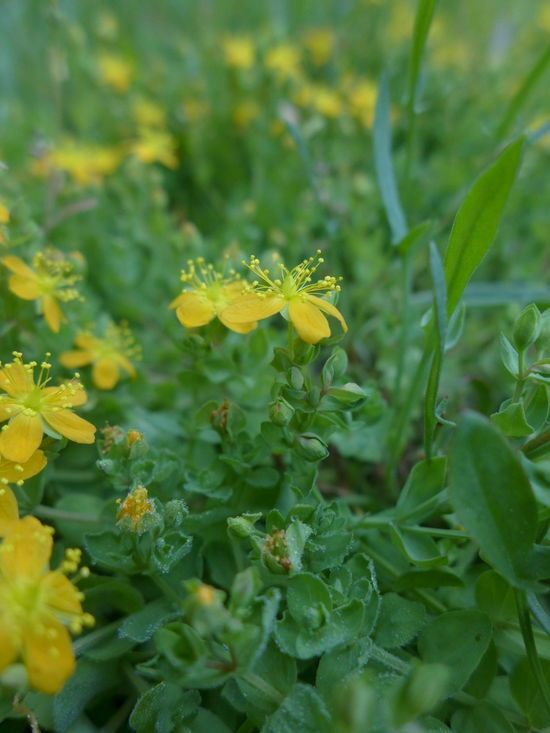 Hypericum scouleri habit
