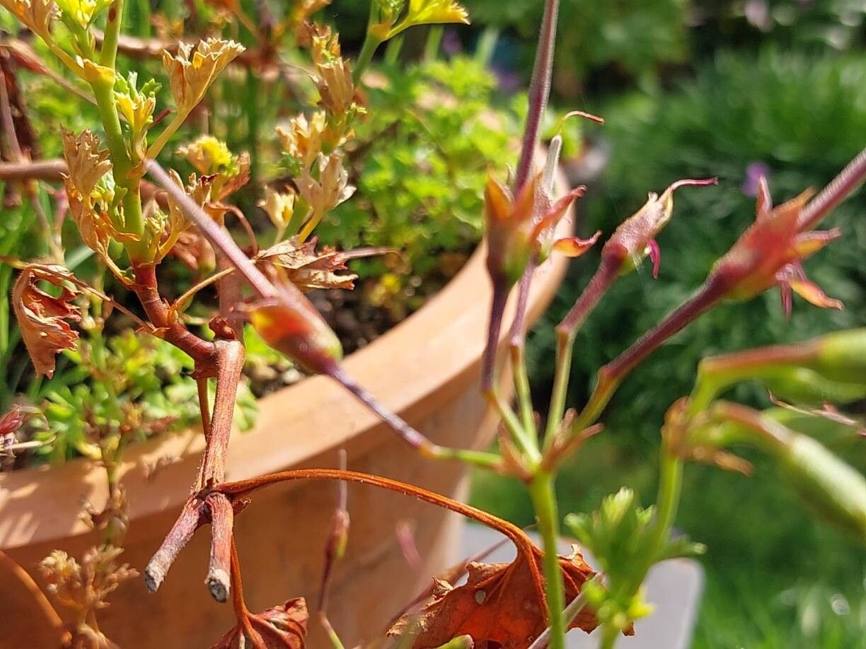 Pelargonium scabroide fruit