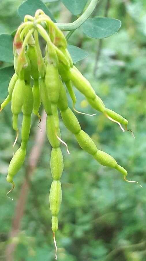 Coronilla valentina fruit