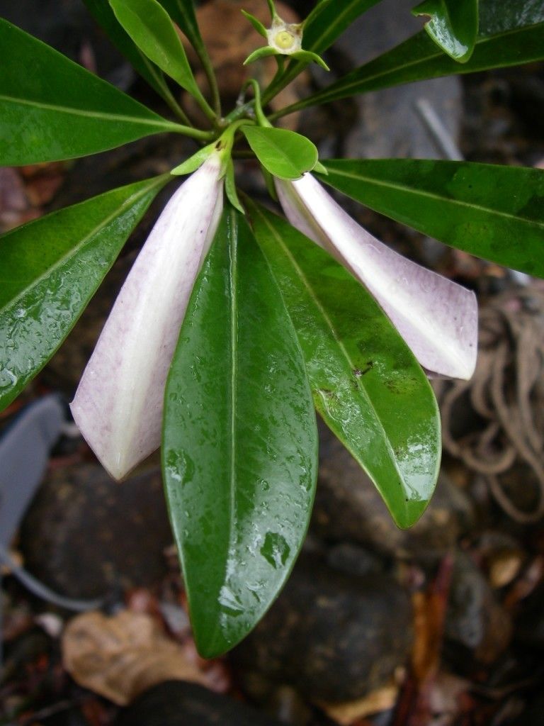 Thiollierea dagostinii — related species from the same genus