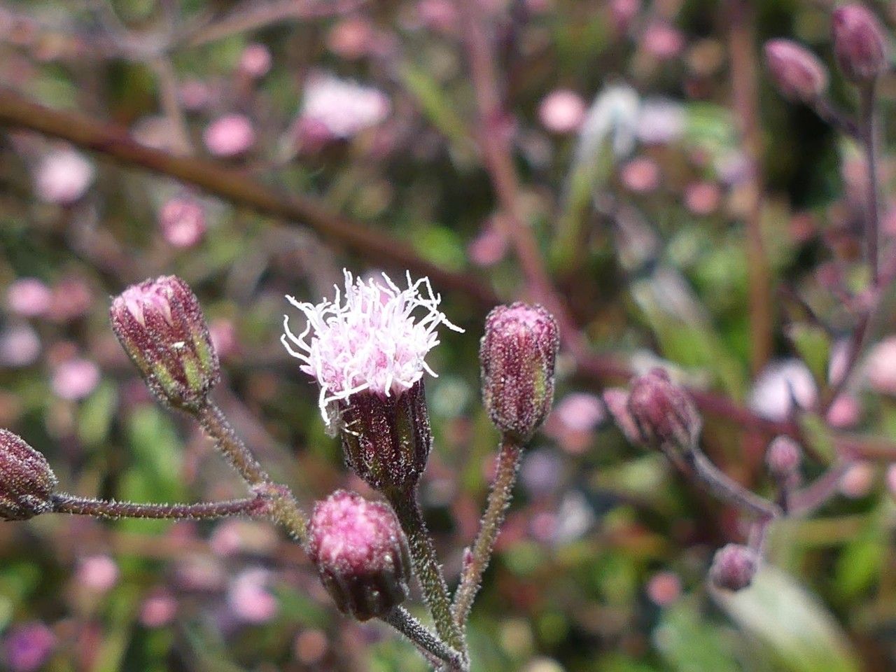 Ayapana triplinervis flower