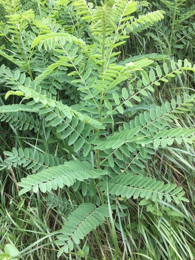Astragalus canadensis habit