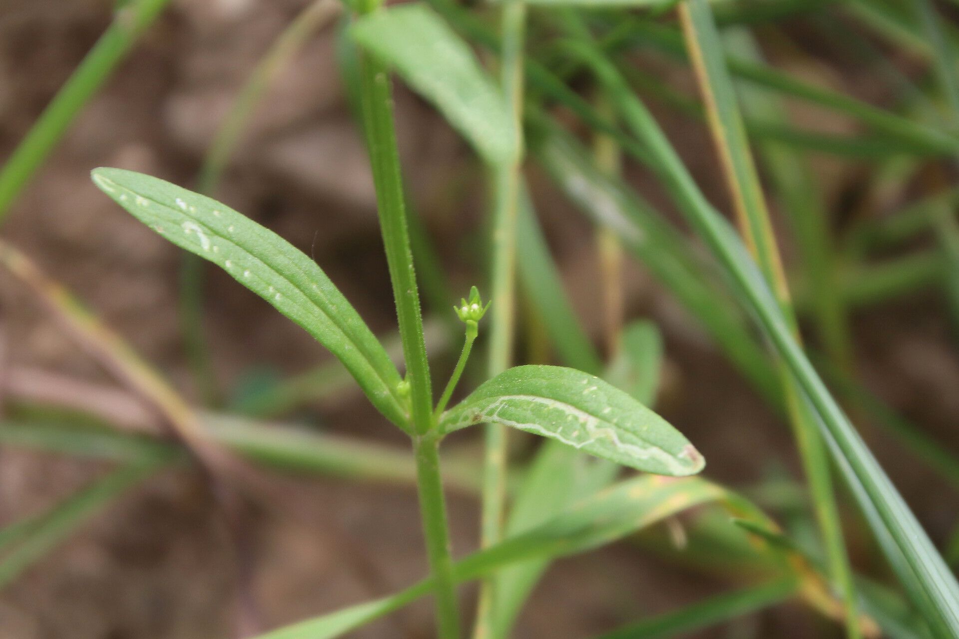 Valeriana dentata — search result for 'Valeriana'