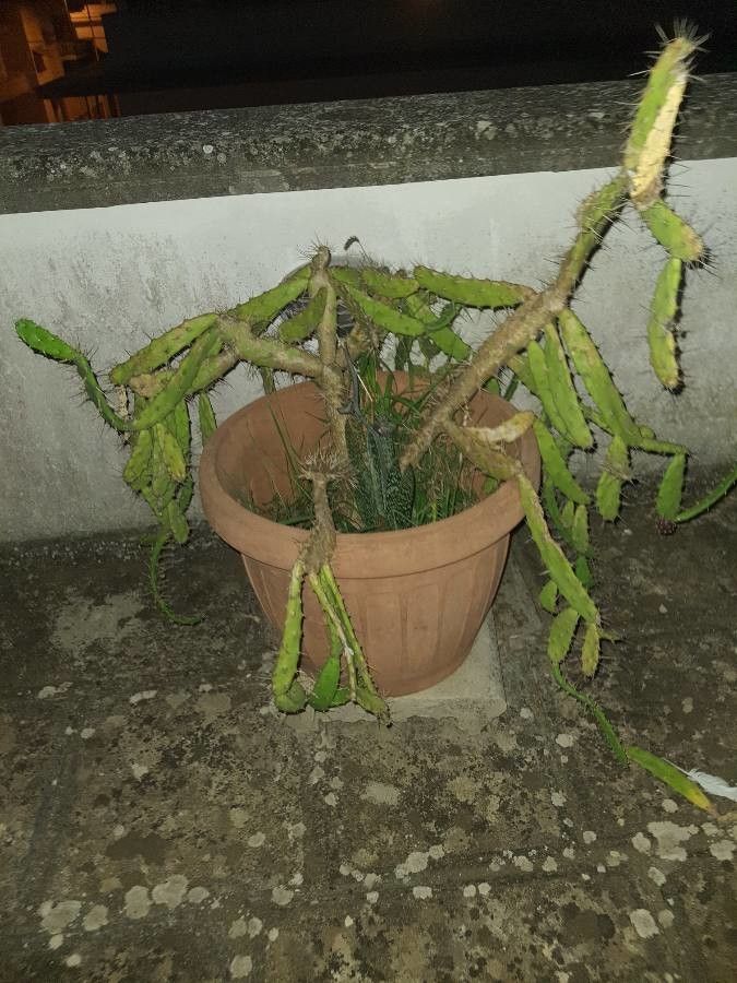 Euphorbia heterochroma bark