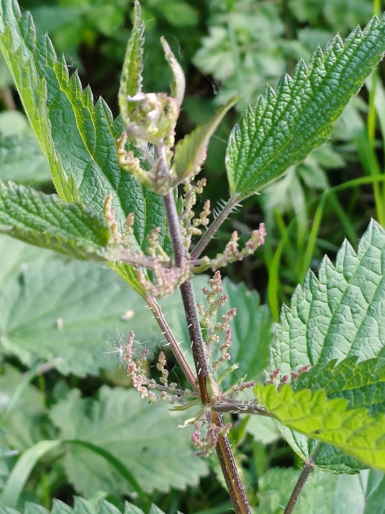 Urtica incisa flower