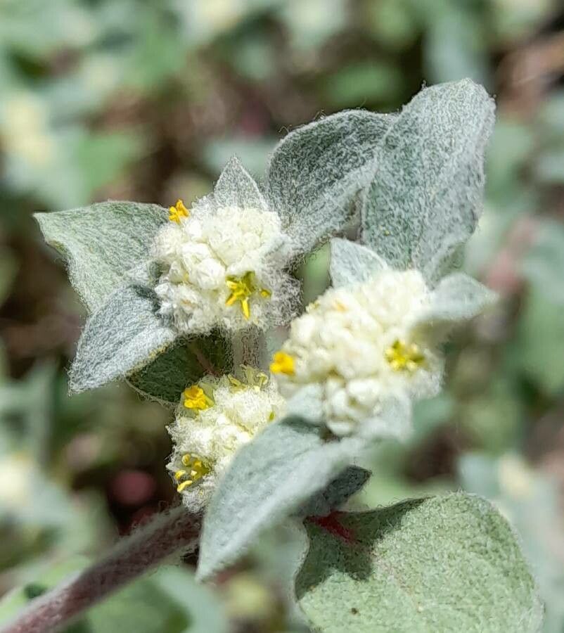 Gomphrena tomentosa flower