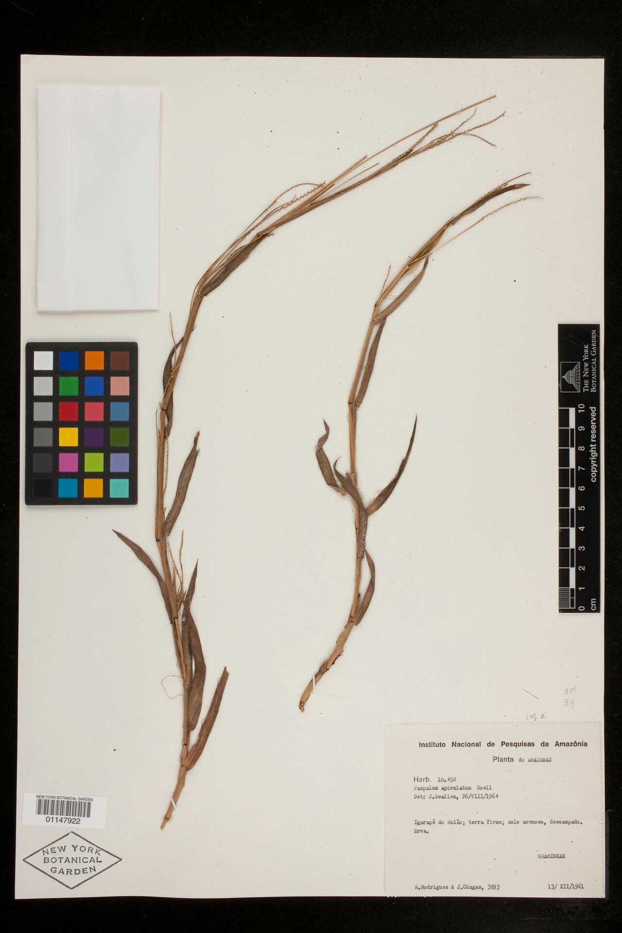 Paspalum apiculatum — related species from the same genus