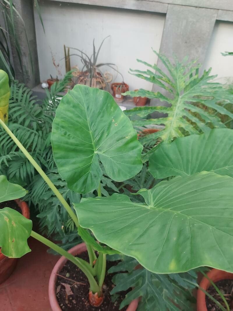 Colocasia antiquorum leaf